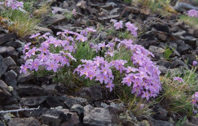 Perennial ground cover phlox (creeping): varieties with photos and names