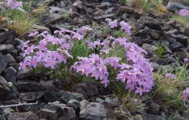 Perennial ground cover phlox (creeping): varieties with photos and names