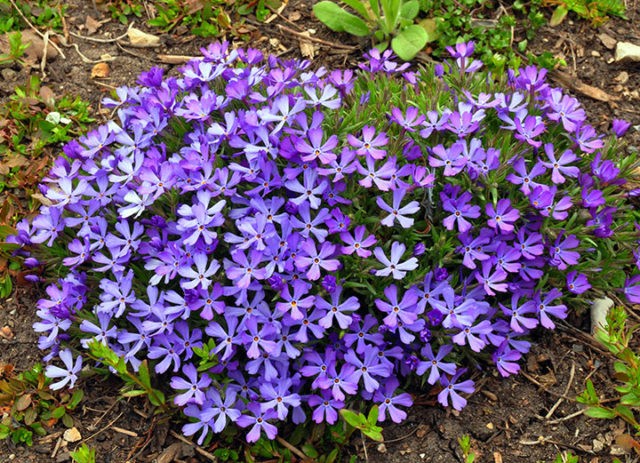 Perennial ground cover phlox (creeping): varieties with photos and names