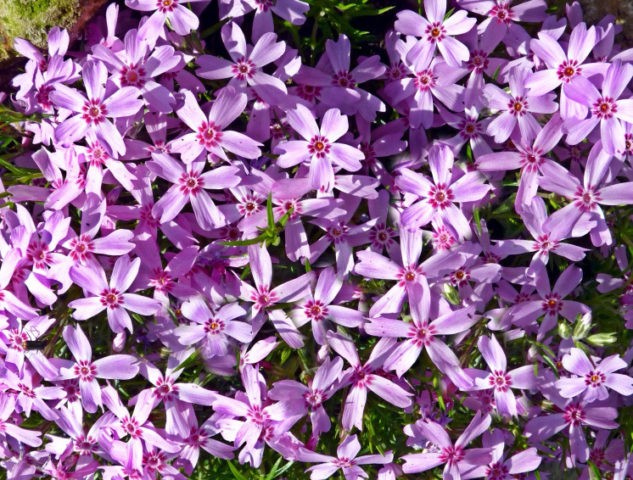 Perennial ground cover phlox (creeping): varieties with photos and names