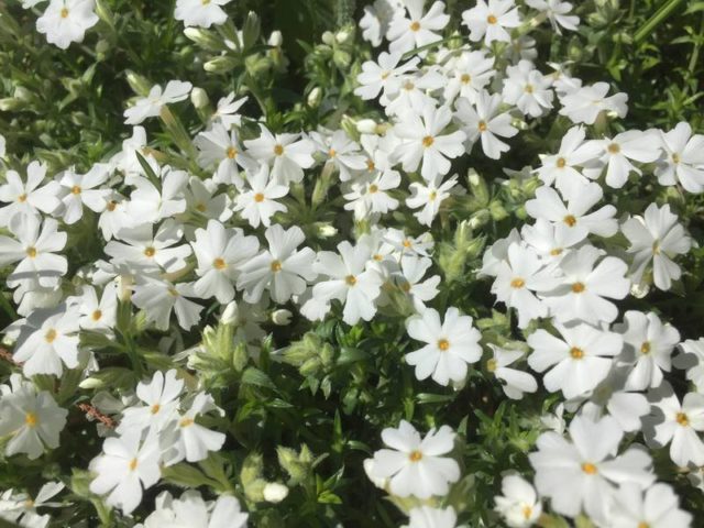 Perennial ground cover phlox (creeping): varieties with photos and names