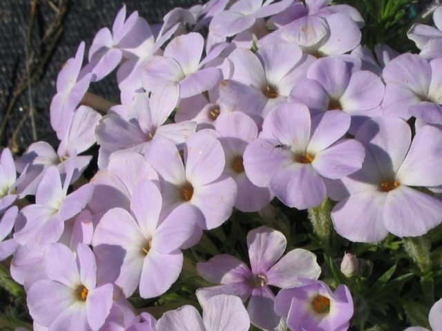 Perennial ground cover phlox (creeping): varieties with photos and names