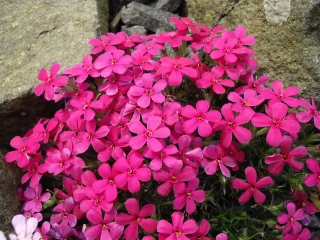 Perennial ground cover phlox (creeping): varieties with photos and names