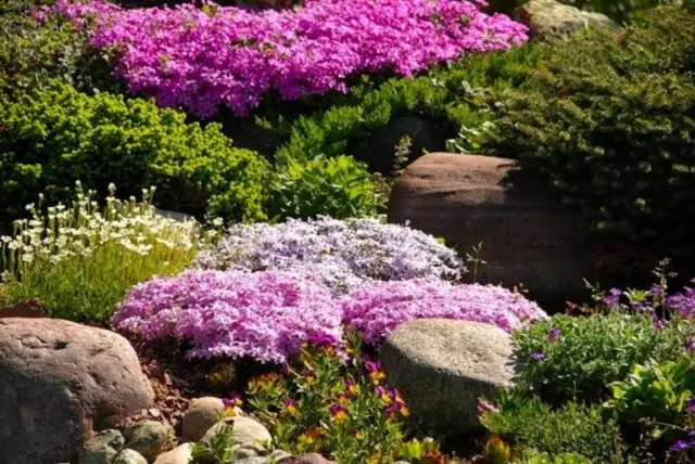 Perennial ground cover phlox (creeping): varieties with photos and names