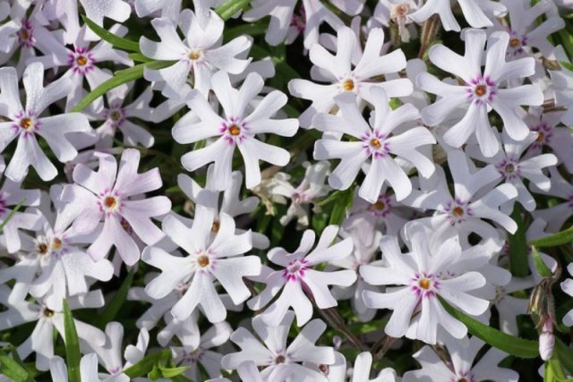 Perennial ground cover phlox (creeping): varieties with photos and names