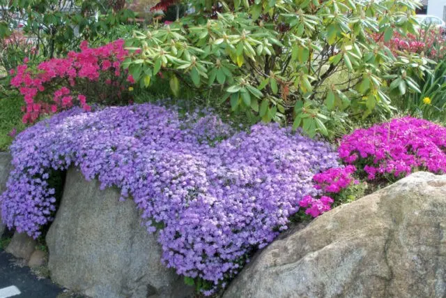 Perennial ground cover phlox (creeping): varieties with photos and names