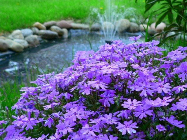 Perennial ground cover phlox (creeping): varieties with photos and names