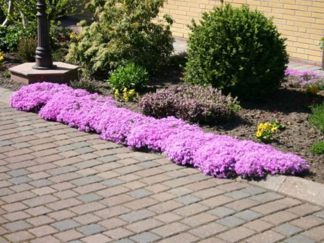 Perennial ground cover phlox (creeping): varieties with photos and names