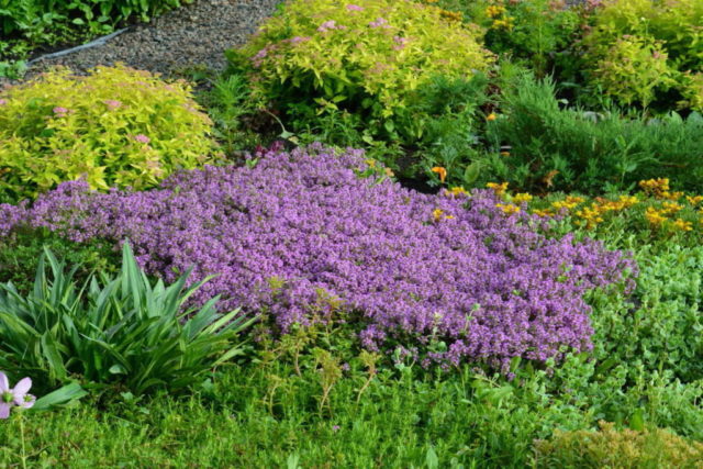 Perennial ground cover phlox (creeping): varieties with photos and names