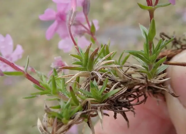 Perennial ground cover phlox (creeping): varieties with photos and names