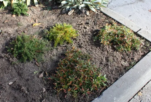 Perennial ground cover phlox (creeping): varieties with photos and names