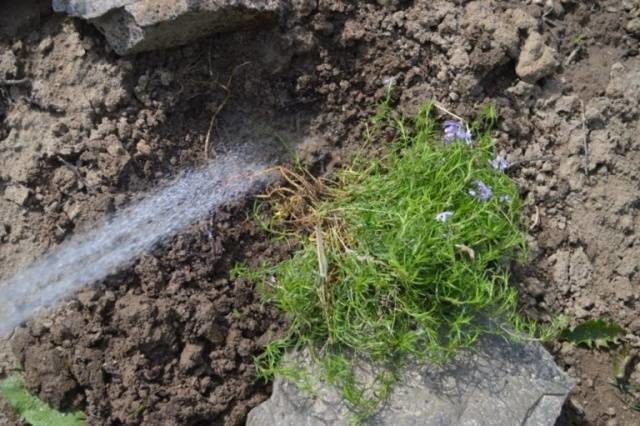 Perennial ground cover phlox (creeping): varieties with photos and names