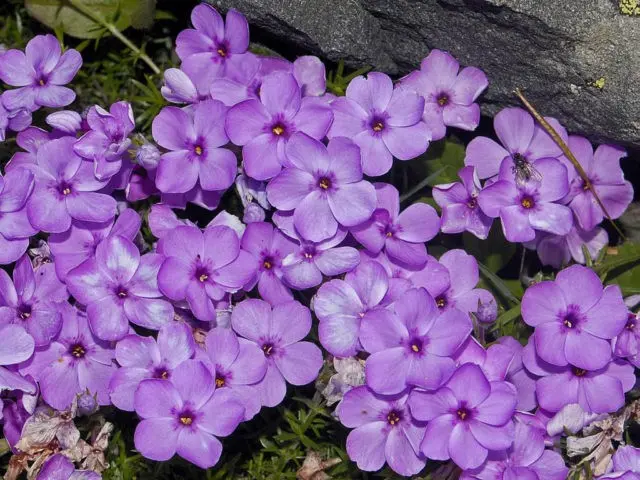 Perennial ground cover phlox (creeping): varieties with photos and names