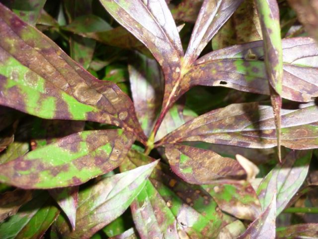 Perennial ground cover phlox (creeping): varieties with photos and names