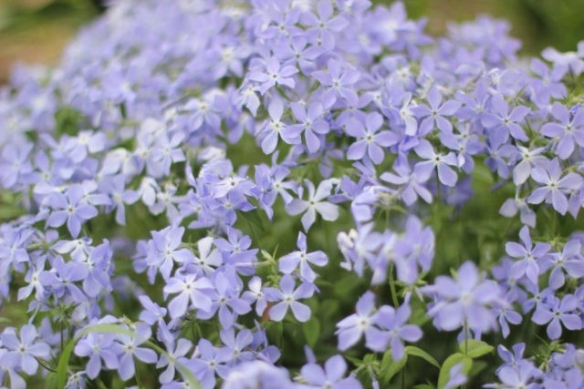 Perennial ground cover phlox (creeping): varieties with photos and names