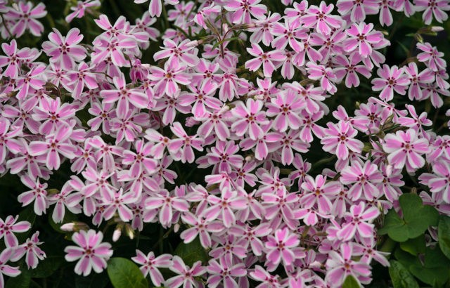 Perennial ground cover phlox (creeping): varieties with photos and names