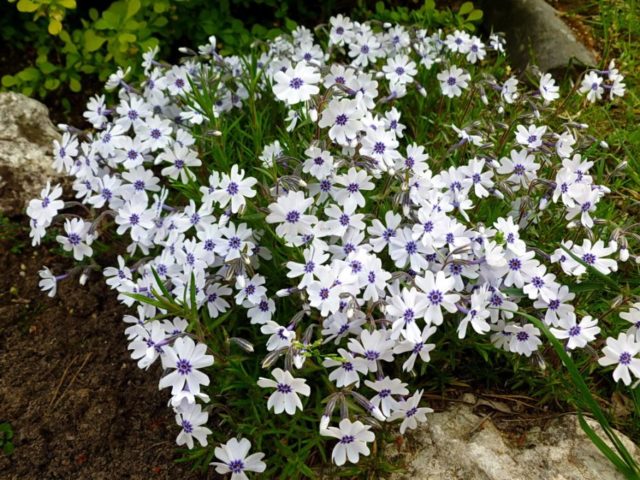 Perennial ground cover phlox (creeping): varieties with photos and names