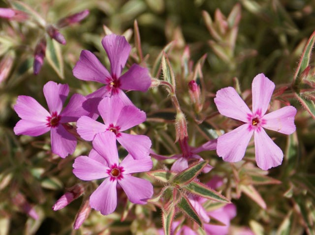 Perennial ground cover phlox (creeping): varieties with photos and names