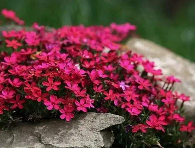 Perennial ground cover phlox (creeping): varieties with photos and names