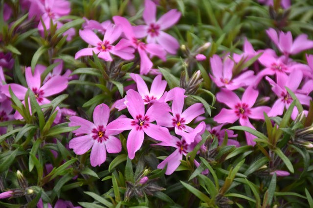 Perennial ground cover phlox (creeping): varieties with photos and names