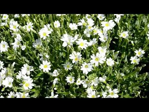 Perennial jaskolka Snow carpet: planting and care, photo in the flowerbed