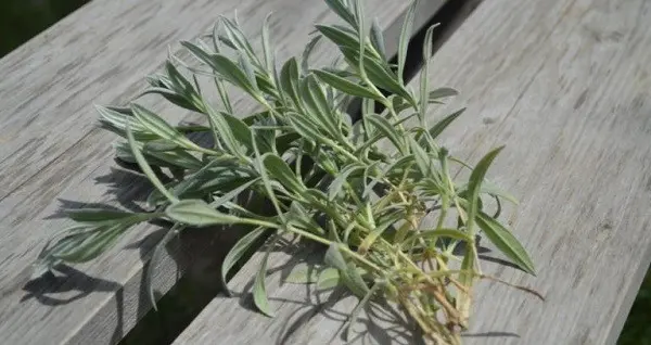 Perennial jaskolka Snow carpet: planting and care, photo in the flowerbed