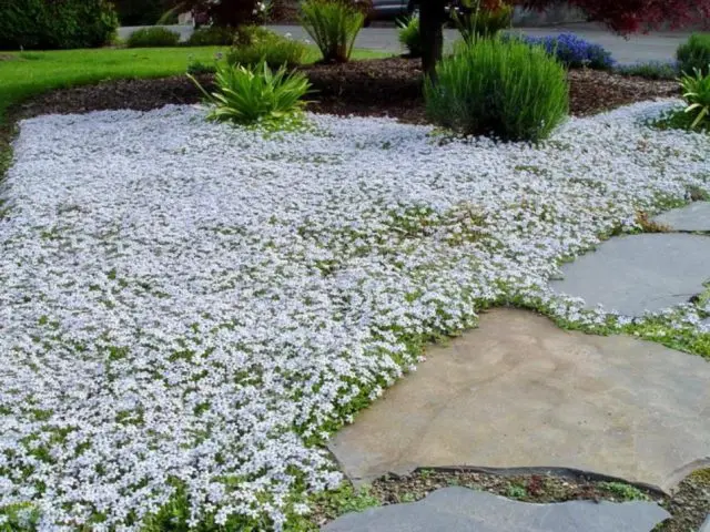 Perennial jaskolka Snow carpet: planting and care, photo in the flowerbed