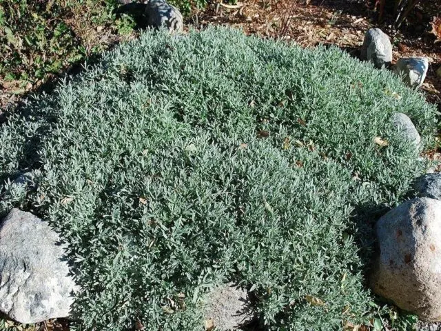 Perennial jaskolka Snow carpet: planting and care, photo in the flowerbed