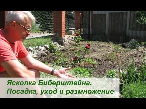 Perennial jaskolka Snow carpet: planting and care, photo in the flowerbed