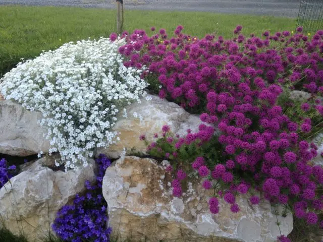 Perennial jaskolka Snow carpet: planting and care, photo in the flowerbed