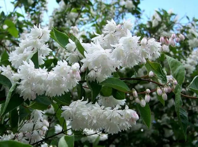 Perennial shrubs for the garden