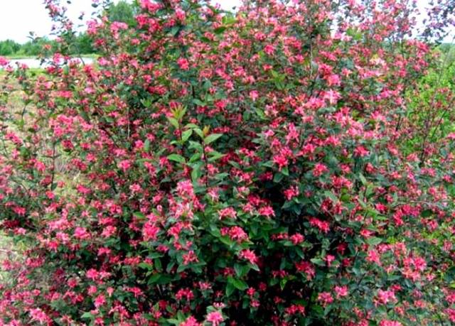 Perennial shrubs for the garden