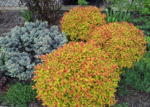 Perennial shrubs for the garden