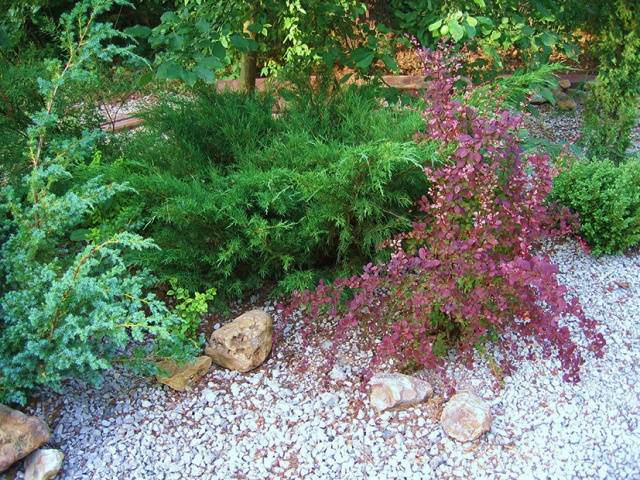 Perennial shrubs for the garden