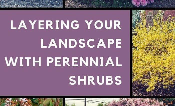 Perennial shrubs for the garden