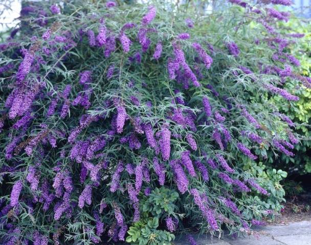 Perennial shrubs for the garden