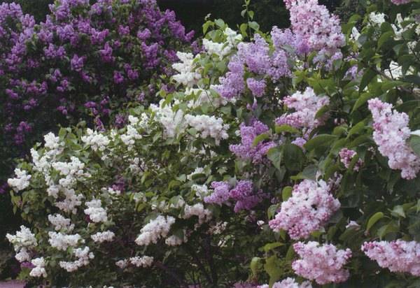 Perennial shrubs for the garden and cottages: names with photos