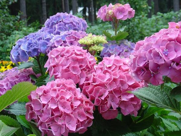 Perennial shrubs for the garden and cottages: names with photos