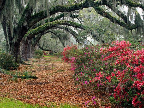 Perennial shrubs for the garden and cottages: names with photos