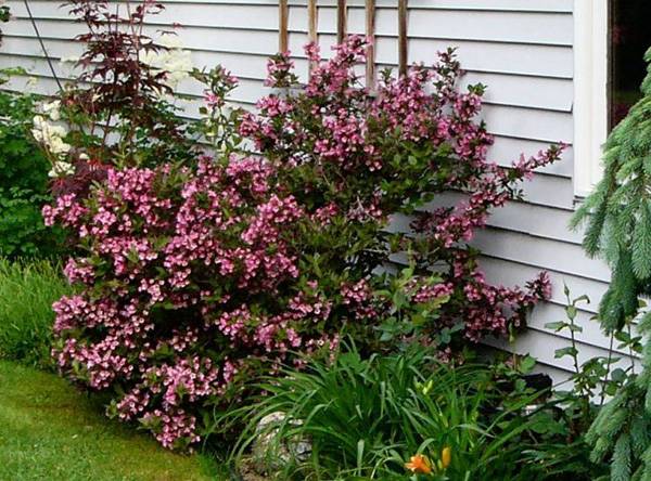 Perennial shrubs for the garden and cottages: names with photos