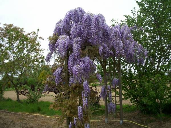 Perennial shrubs for the garden and cottages: names with photos