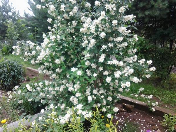 Perennial shrubs for the garden and cottages: names with photos