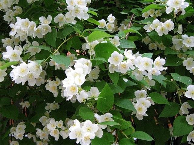 Perennial shrubs for the garden and cottages: names with photos