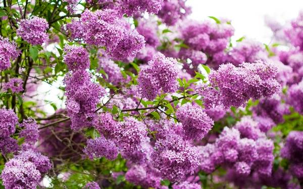 Perennial shrubs for the garden and cottages: names with photos