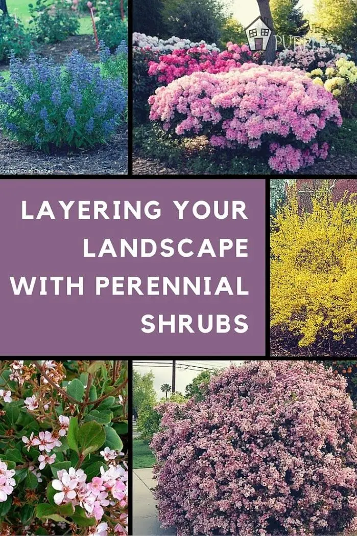 Perennial shrubs for the garden