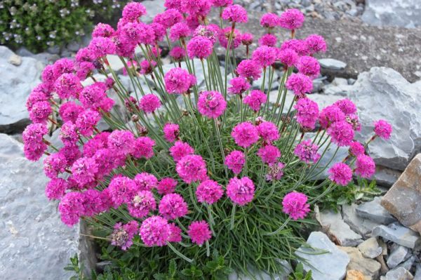 Perennial undersized flowers: application in a flower garden