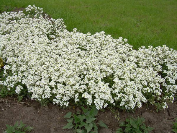 Perennial undersized flowers: application in a flower garden