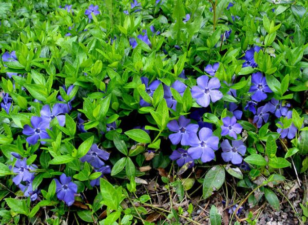 Perennial undersized flowers: application in a flower garden