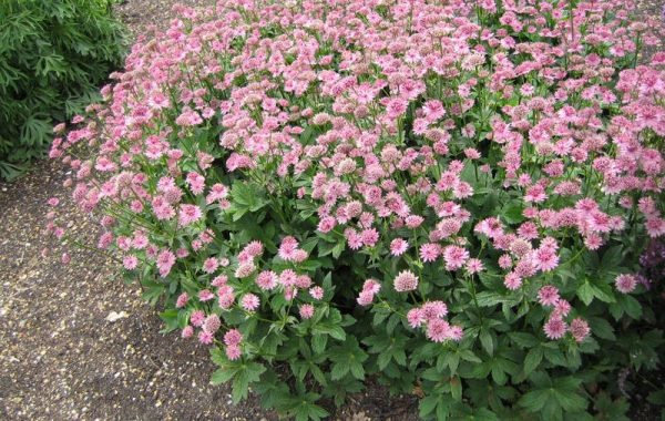 Perennial undersized flowers: application in a flower garden