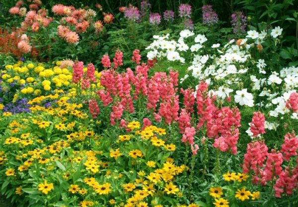 Perennial undersized flowers: application in a flower garden